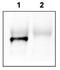 General receptor for phosphoinositides 1-associated scaffold protein antibody, GTX48721, GeneTex, Immunoprecipitation image 