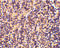Caspase-4 antibody, 3453, ProSci Inc, Western Blot image 