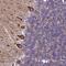 Sphingomyelin phosphodiesterase 4 antibody, NBP2-33460, Novus Biologicals, Immunohistochemistry frozen image 