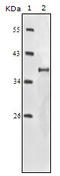 BrdU antibody, orb10204, Biorbyt, Western Blot image 