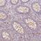 Basic Leucine Zipper ATF-Like Transcription Factor antibody, HPA064962, Atlas Antibodies, Immunohistochemistry frozen image 