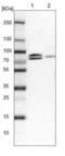 KAT8 Regulatory NSL Complex Subunit 1 Like antibody, NBP2-14139, Novus Biologicals, Western Blot image 