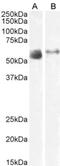 Solute Carrier Family 7 Member 7 antibody, NBP2-75085, Novus Biologicals, Western Blot image 