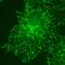 RP3 antibody, MA1-72525, Invitrogen Antibodies, Immunofluorescence image 