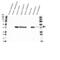 Synaptophysin antibody, VMA00073, Bio-Rad (formerly AbD Serotec) , Western Blot image 