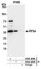 Ribosomal Protein SA antibody, A305-298A, Bethyl Labs, Immunoprecipitation image 