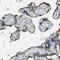 Melanocortin 4 Receptor antibody, HPA016719, Atlas Antibodies, Immunohistochemistry paraffin image 