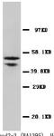 SMAD2 antibody, PA1073, Boster Biological Technology, Western Blot image 