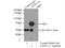 ATPase H+ Transporting V1 Subunit A antibody, 17115-1-AP, Proteintech Group, Immunoprecipitation image 