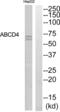 ATP Binding Cassette Subfamily D Member 4 antibody, abx014232, Abbexa, Western Blot image 