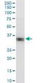 Dead end protein homolog 1 antibody, H00373863-M07, Novus Biologicals, Western Blot image 