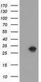 Nicotinamide Nucleotide Adenylyltransferase 1 antibody, TA502220, Origene, Western Blot image 
