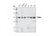 DNA replication licensing factor MCM3 antibody, 4012S, Cell Signaling Technology, Western Blot image 