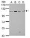 GRIP1 Associated Protein 1 antibody, GTX123206, GeneTex, Western Blot image 