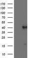 Peroxisomal 3,2-trans-enoyl-CoA isomerase antibody, CF504214, Origene, Western Blot image 