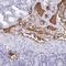 Human Fibrinogen antibody, HPA051370, Atlas Antibodies, Immunohistochemistry frozen image 