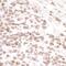 Bromodomain Containing 4 antibody, IHC-00396, Bethyl Labs, Immunohistochemistry frozen image 