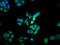 Deoxyhypusine hydroxylase antibody, LS-C680392, Lifespan Biosciences, Immunofluorescence image 