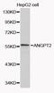 Angiopoietin 2 antibody, MBS127521, MyBioSource, Western Blot image 