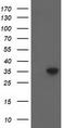 Aspartoacylase-2 antibody, CF502393, Origene, Western Blot image 