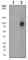 Vav Guanine Nucleotide Exchange Factor 1 antibody, ab76225, Abcam, Western Blot image 