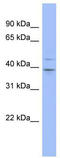 Methenyltetrahydrofolate Synthetase Domain Containing antibody, TA343918, Origene, Western Blot image 