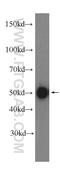 Interferon Regulatory Factor 3 antibody, 11312-1-AP, Proteintech Group, Western Blot image 