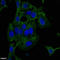 Zinc finger protein with KRAB and SCAN domains 3 antibody, orb52030, Biorbyt, Immunofluorescence image 