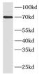 F-Box Protein 43 antibody, FNab03046, FineTest, Western Blot image 