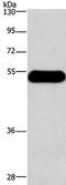 Histamine H3 receptor antibody, PA5-50681, Invitrogen Antibodies, Western Blot image 