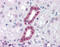 Paired Box 2 antibody, 51-494, ProSci, Immunohistochemistry frozen image 