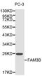 Protein FAM3B antibody, PA5-37311, Invitrogen Antibodies, Western Blot image 