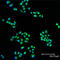Mitogen-Activated Protein Kinase Kinase 1 antibody, ADI-KAP-MA010-E, Enzo Life Sciences, Immunofluorescence image 