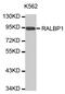 RalA Binding Protein 1 antibody, MBS125235, MyBioSource, Western Blot image 
