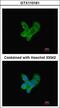 Complement C9 antibody, LS-B4849, Lifespan Biosciences, Immunofluorescence image 
