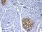 IL-17 antibody, PA5-79470, Invitrogen Antibodies, Immunohistochemistry frozen image 