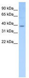 ELF3 antibody, TA345655, Origene, Western Blot image 