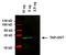 Glutathione-S-Transferase Tag antibody, MA4-004-D800, Invitrogen Antibodies, Western Blot image 