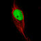 Kruppel Like Factor 4 antibody, AMAb91389, Atlas Antibodies, Immunocytochemistry image 