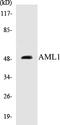 RUNX Family Transcription Factor 1 antibody, EKC1025, Boster Biological Technology, Western Blot image 
