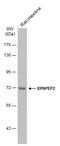 X-Prolyl Aminopeptidase 2 antibody, GTX110170, GeneTex, Western Blot image 