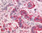Neurotensin receptor type 1 antibody, TA340542, Origene, Immunohistochemistry frozen image 