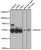 Pre-MRNA Processing Factor 19 antibody, 14-527, ProSci, Western Blot image 