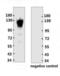 Angiotensin I Converting Enzyme 2 antibody, 10-531, ProSci, Enzyme Linked Immunosorbent Assay image 