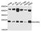 Golgi SNAP Receptor Complex Member 2 antibody, STJ23834, St John