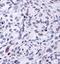 HSP90AA1 antibody, NBP1-77682, Novus Biologicals, Immunohistochemistry frozen image 
