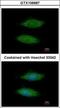 Membrane Anchored Junction Protein antibody, GTX106687, GeneTex, Immunofluorescence image 