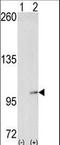 EK8 antibody, LS-C100259, Lifespan Biosciences, Western Blot image 