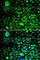 Voltage-dependent calcium channel gamma-2 subunit antibody, A6537, ABclonal Technology, Immunofluorescence image 