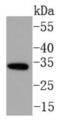 Nerve Growth Factor antibody, NBP2-67406, Novus Biologicals, Western Blot image 